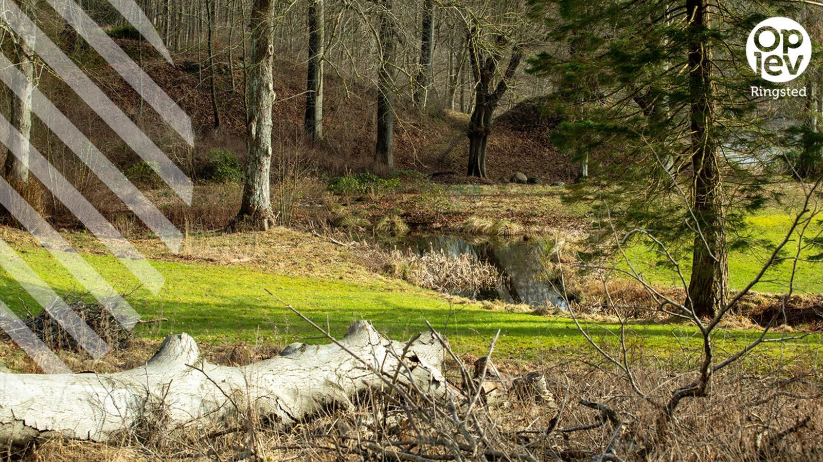 Skjoldenæsholmskovene
