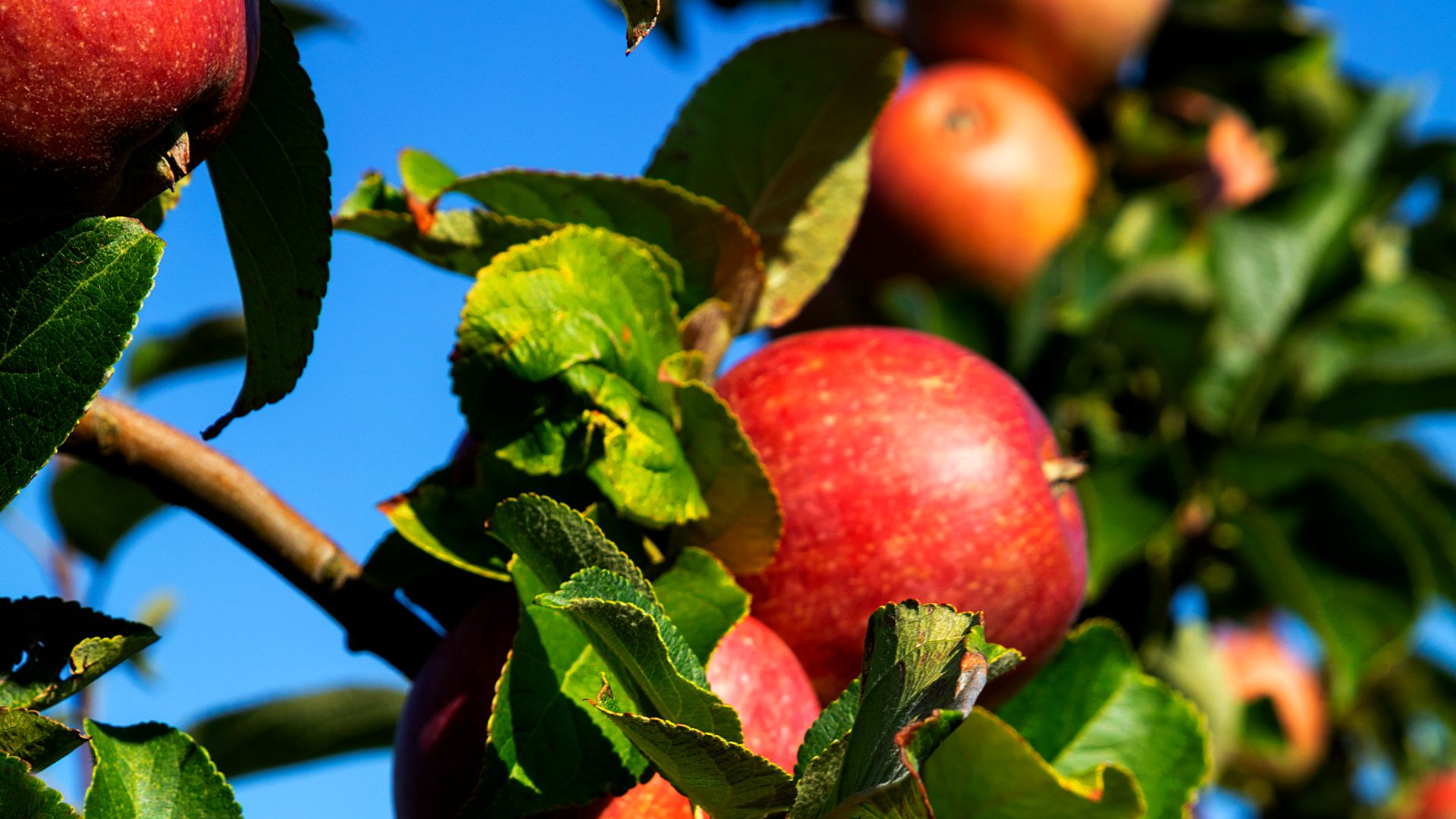 Samsøer Obst ist der Kern der Sache