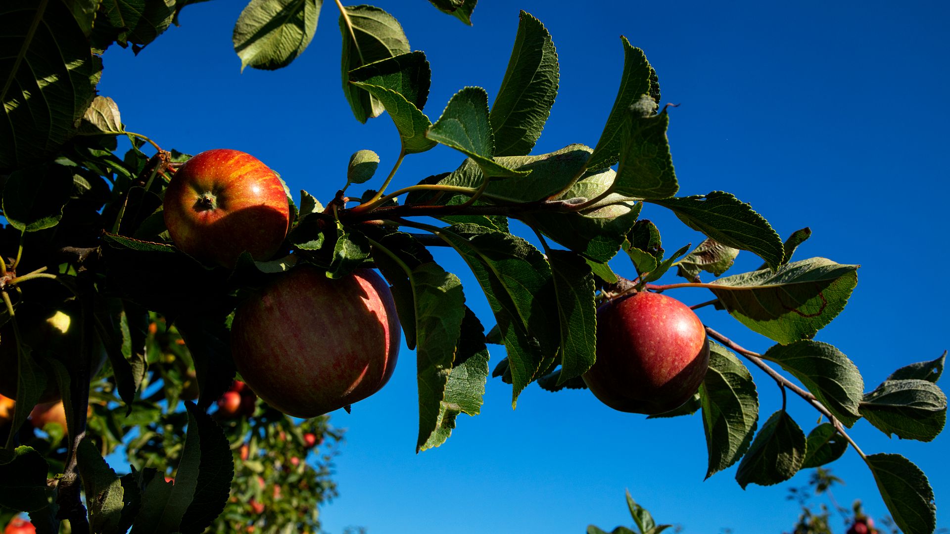 Samsøer Obst ist der Kern der Sache