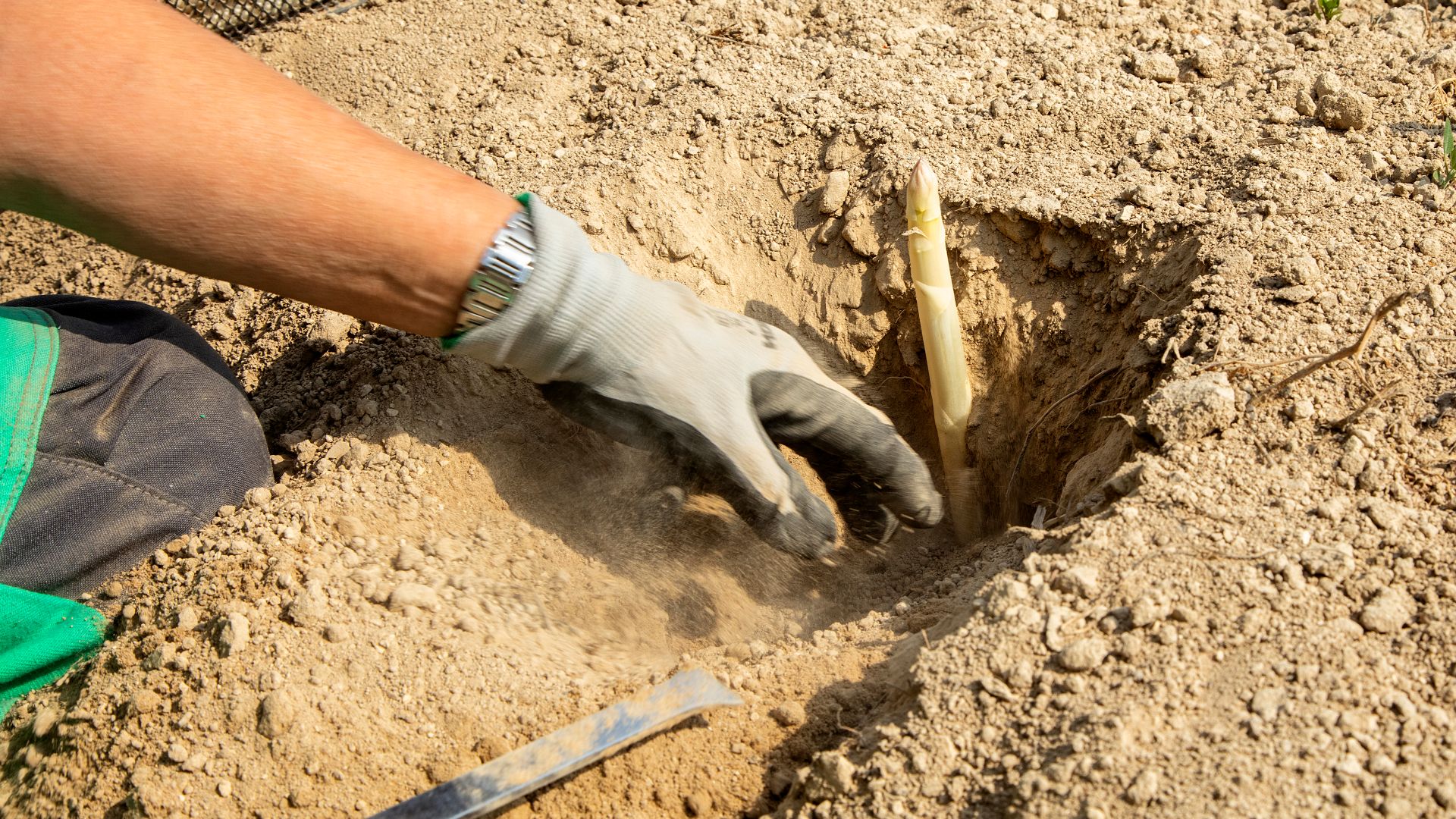 So schmeckt der Frühsommer auf Samsø