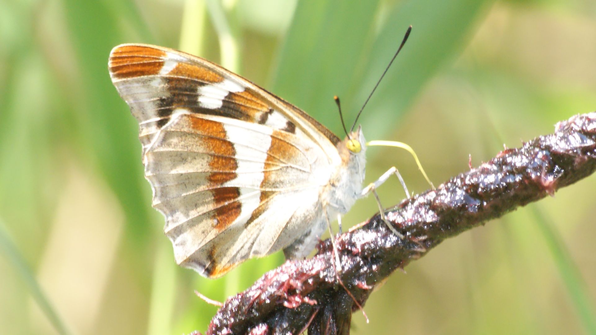 Sommerfugl på Samsø