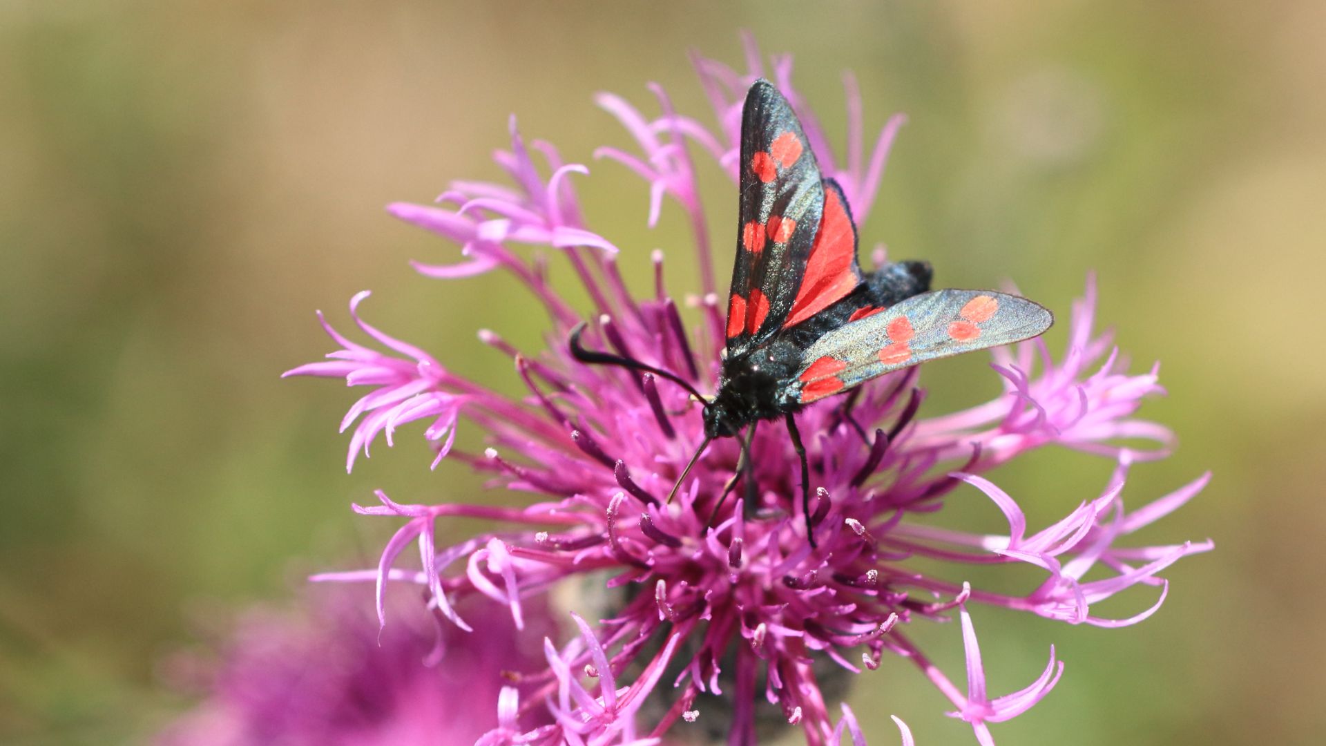 Sommerfugl på Samsø