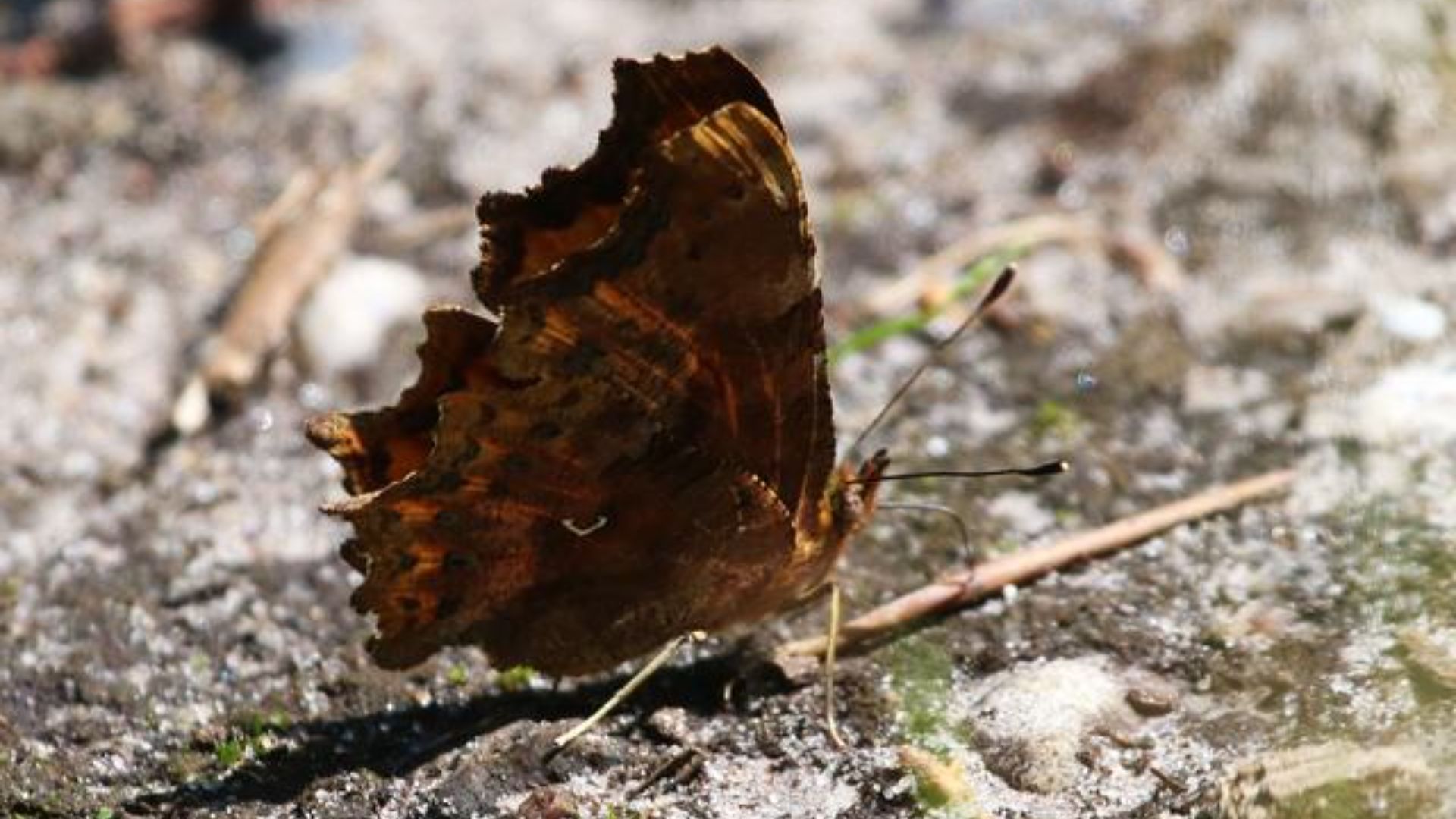 Sommerfugl på Samsø