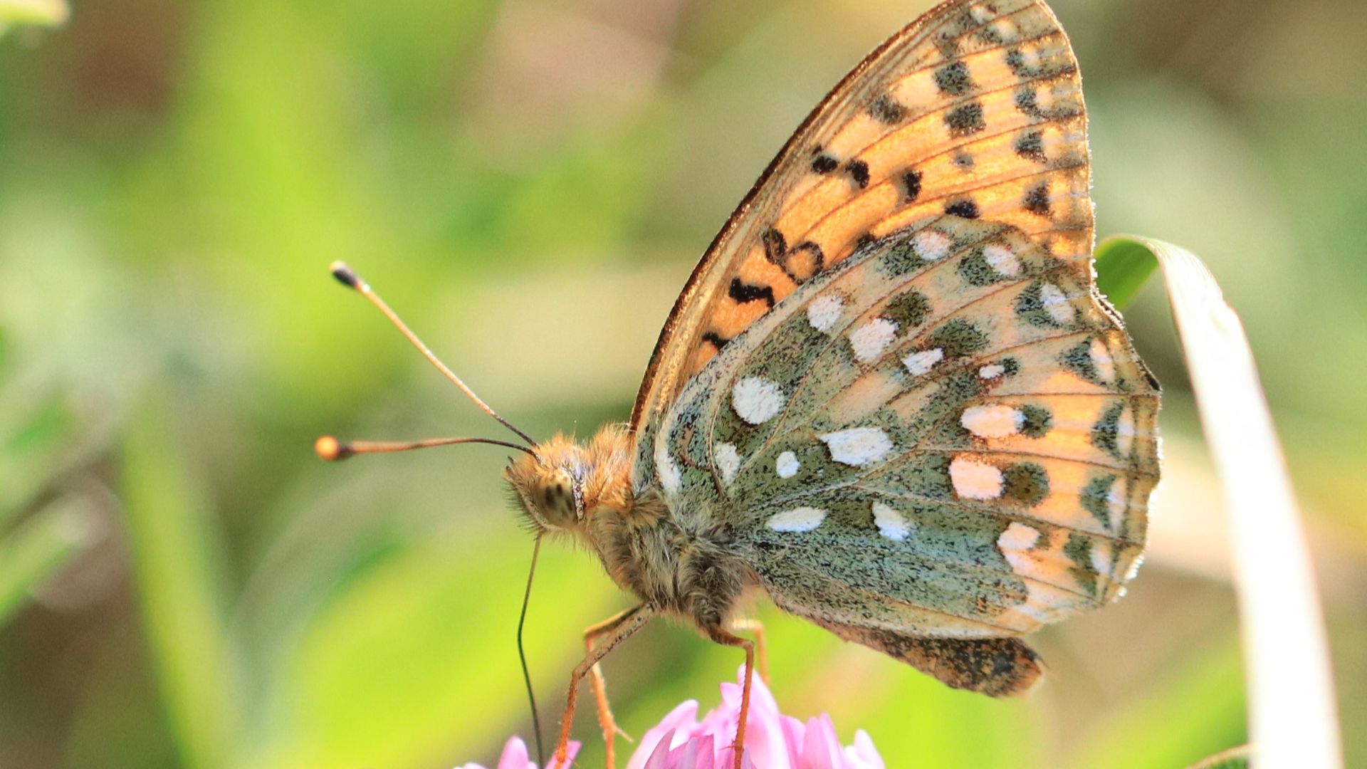 Sommerfugl på Samsø