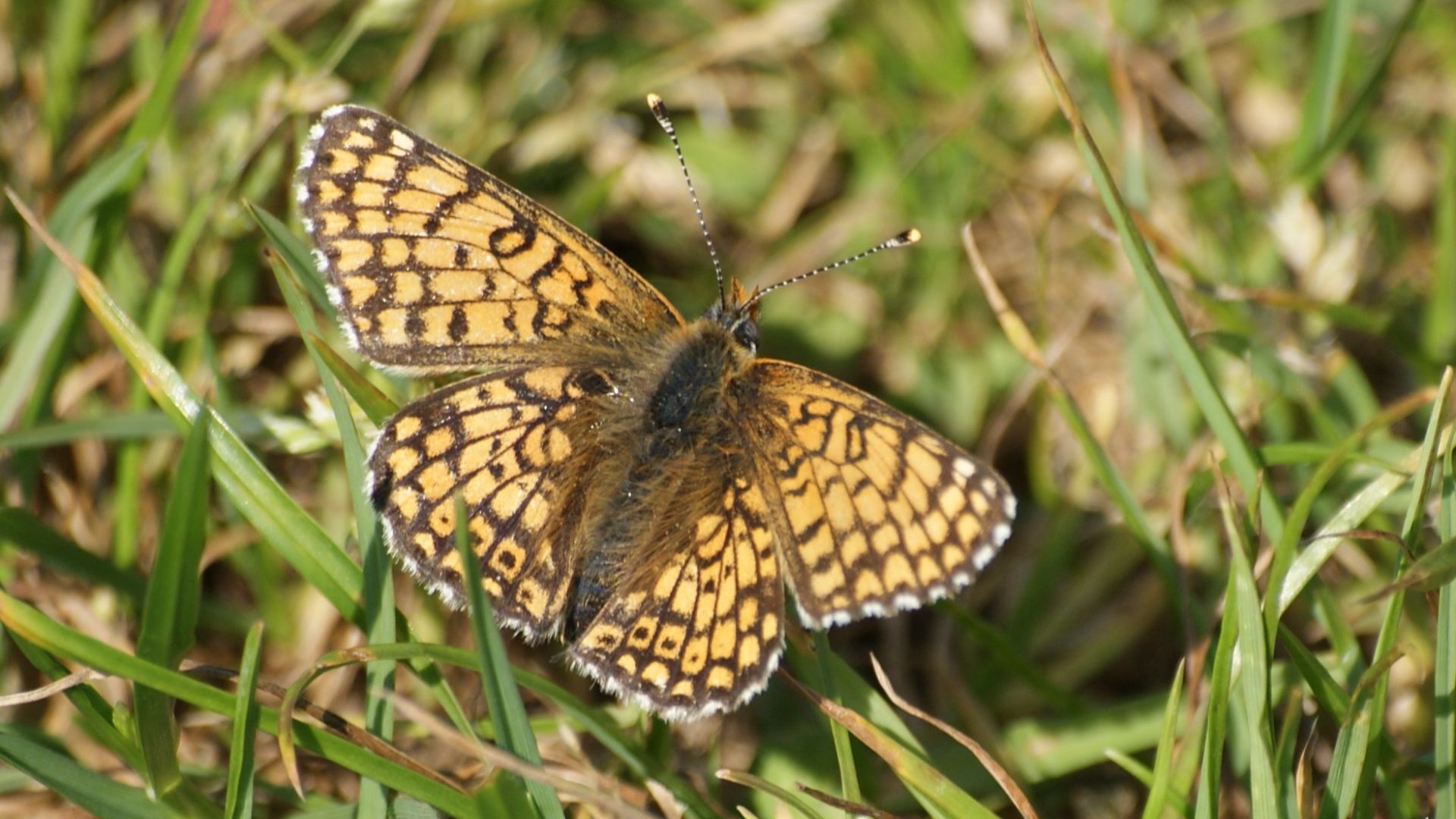 Sommerfugl på Samsø