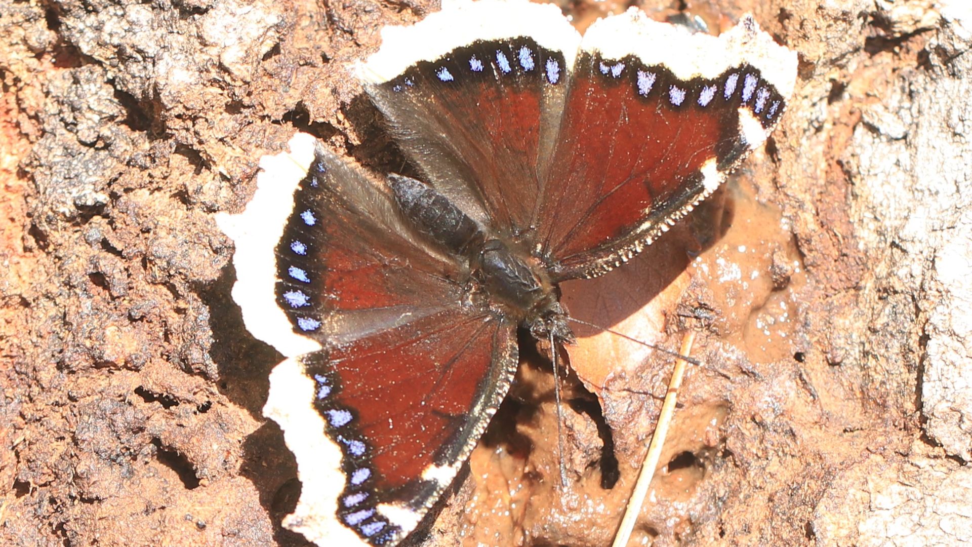 Sommerfugl på Samsø