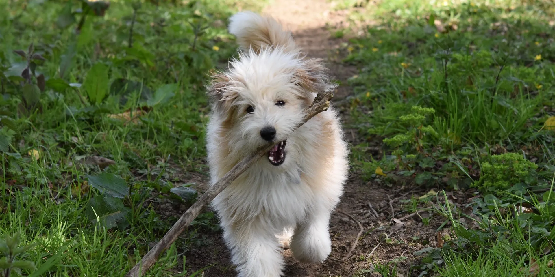 Hundeskov - Bunken Klitplantage