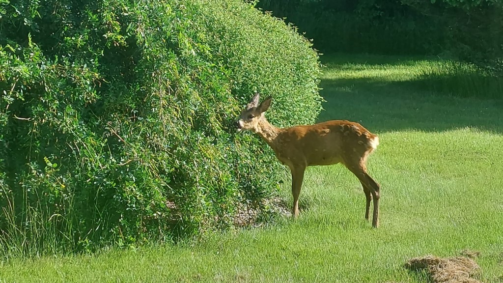 Kragkaer Deer-Lodge B&B 