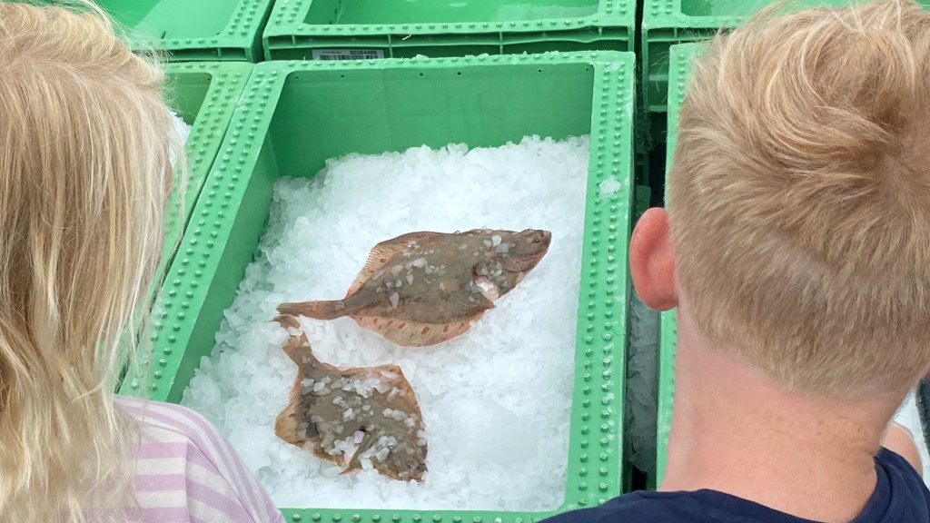 Fun at Strandby Harbor