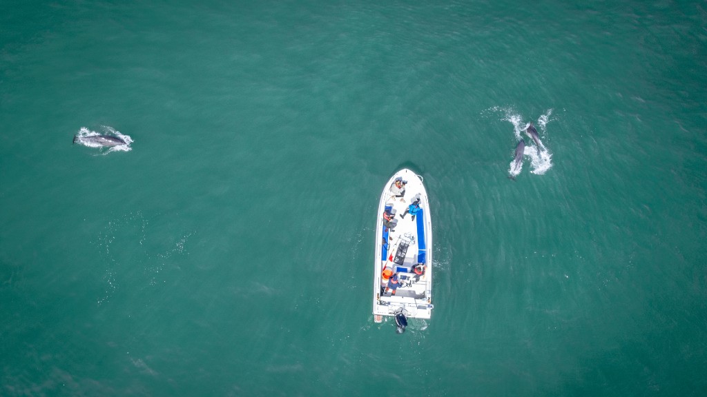 Delfinsafari med Jyllandsakvariet - Lokale Fortællinger