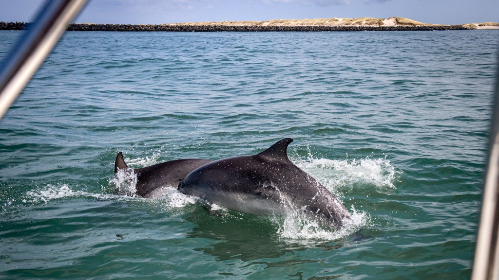 Delfinsafari med Jyllandsakvariet - Lokale Fortællinger