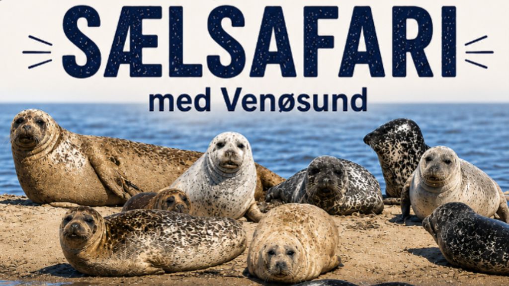 Sælsafari med Venøsund
