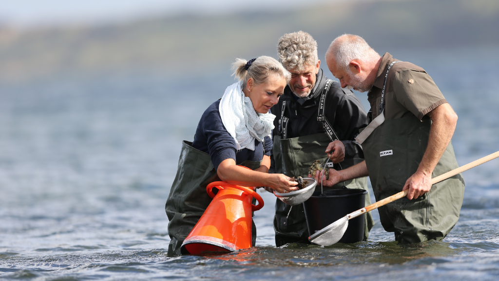 Østerssafari