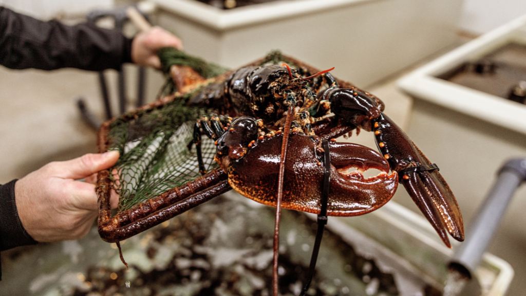 Østersbar - Glyngøre Shellfish