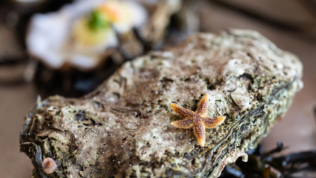 Østersbar - Glyngøre Shellfish