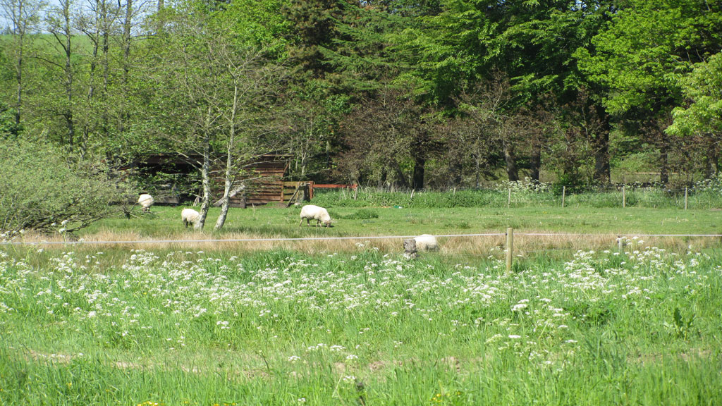 Bustrup Shelterplads Skive (Camp Ground)