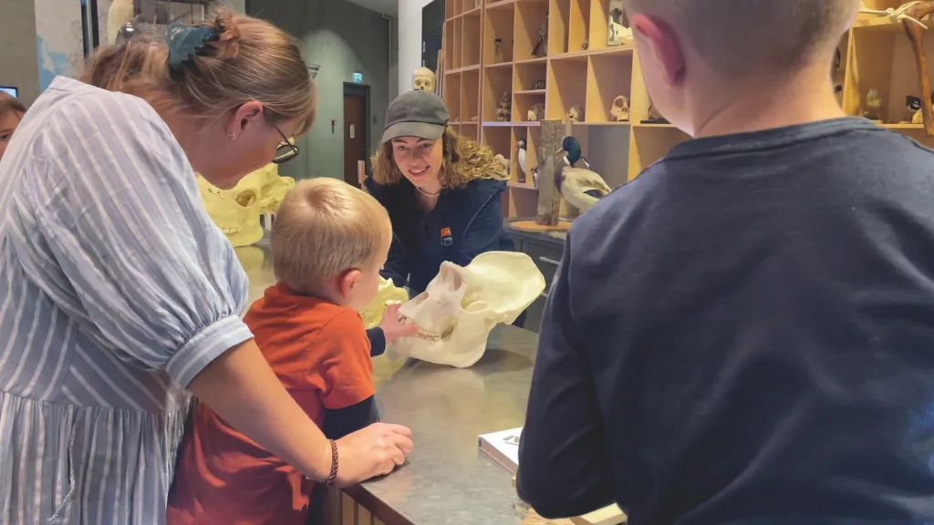 Museum Svendborg Natural History Museum