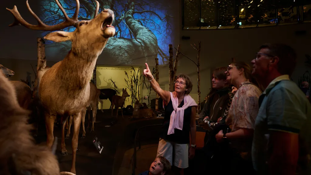 Museum Svendborg Natural History Museum