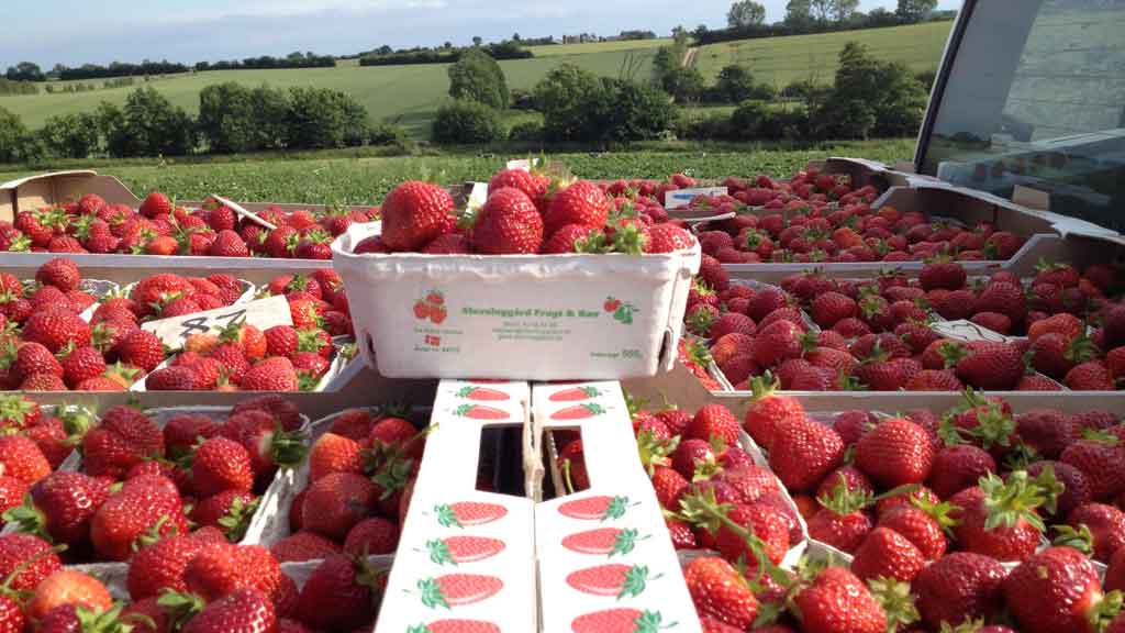 Stevninggård Frugt og bær