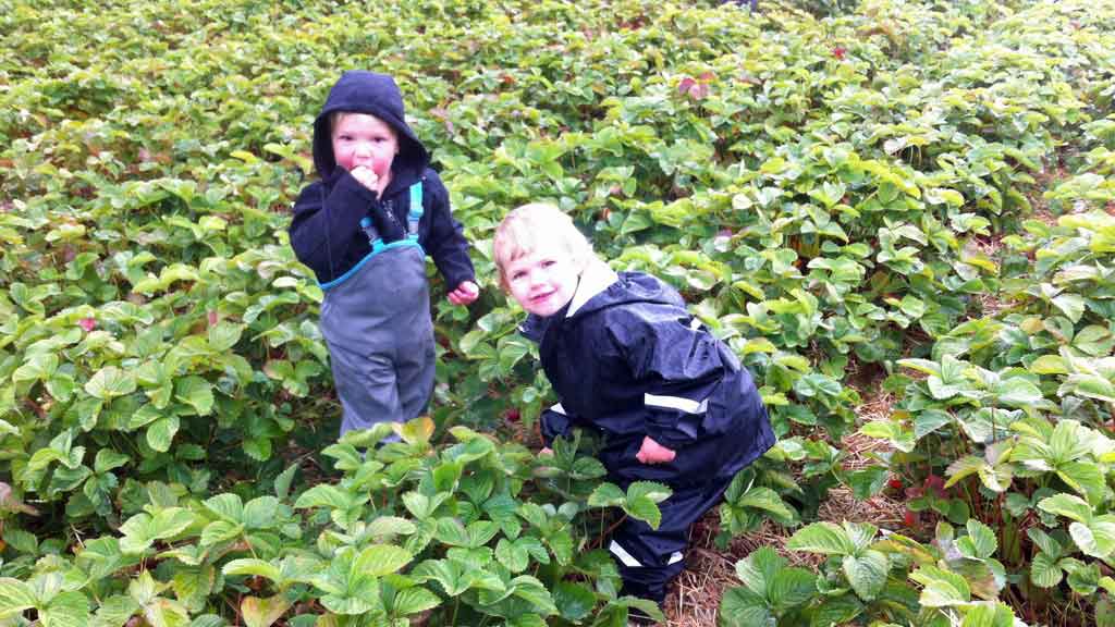 Stevninggård Frugt og bær