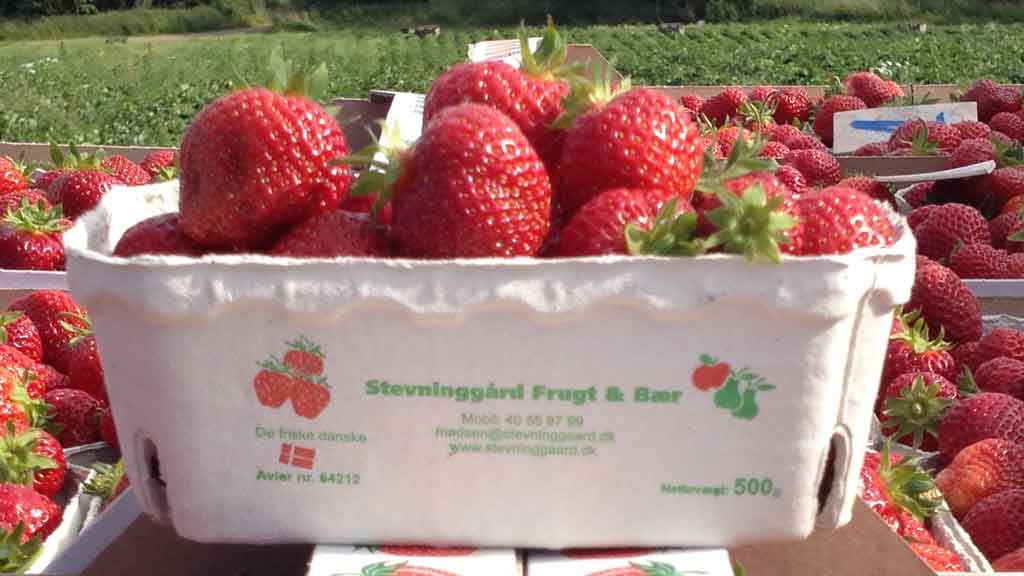 Stevninggård Frugt og bær