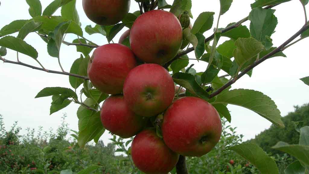 Stevninggård Frugt og bær