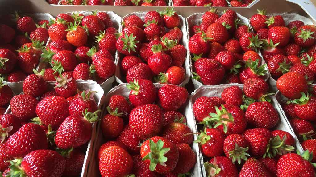 Stevninggård Frugt og bær