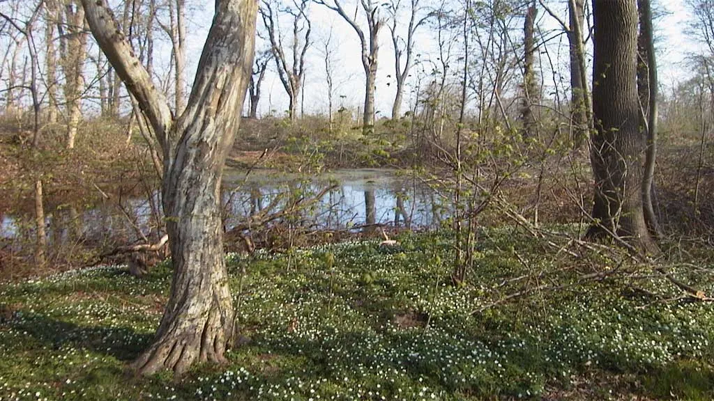 Karholm Skov - Dog forest