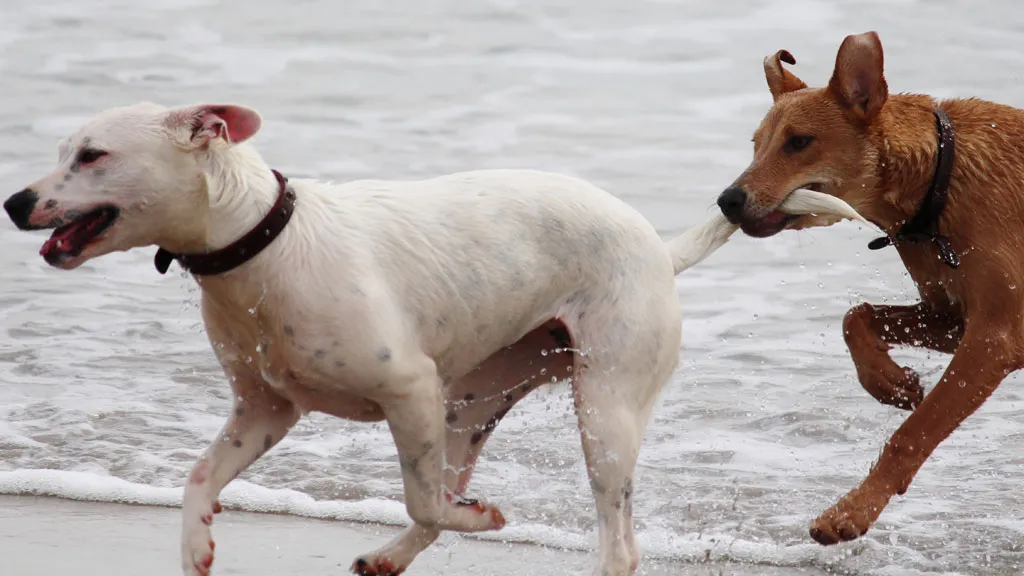 hunde-leger-på-stranden