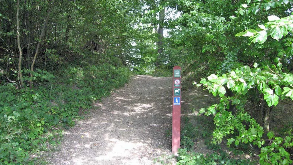 Nederstjernen - Dog forest