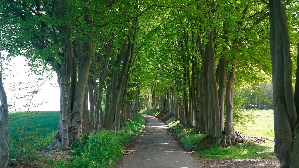 Sundeved Centret cosy avenue in summer colours