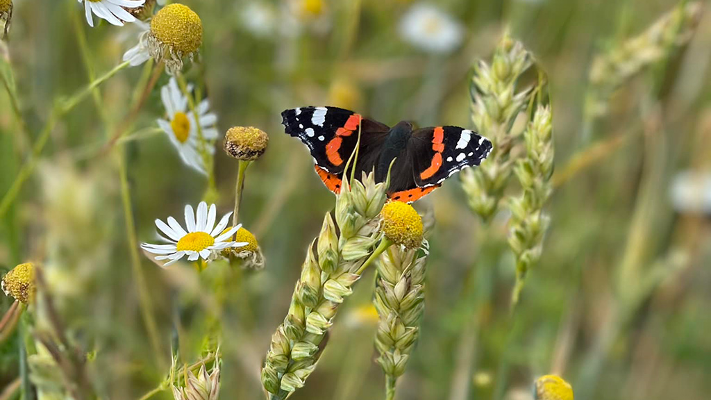 Bremsmaj Farm Holiday