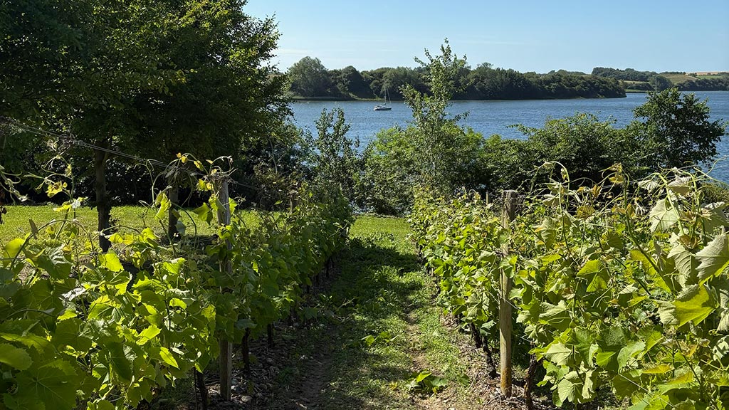 Vinmark med Dyvig i baggrunden - Holm Vineri på øen Als i Sønderjylland