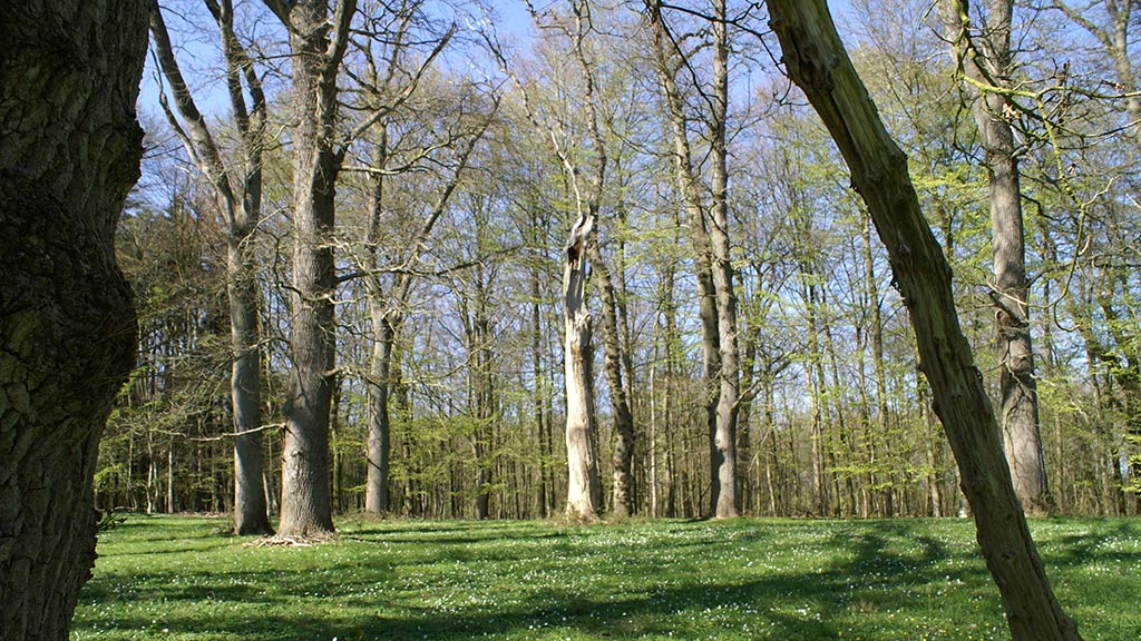 Brudgomsegene (alte Eichen) in Nørreskoven Als
