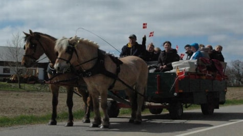 Equifree Hestevognskørsel