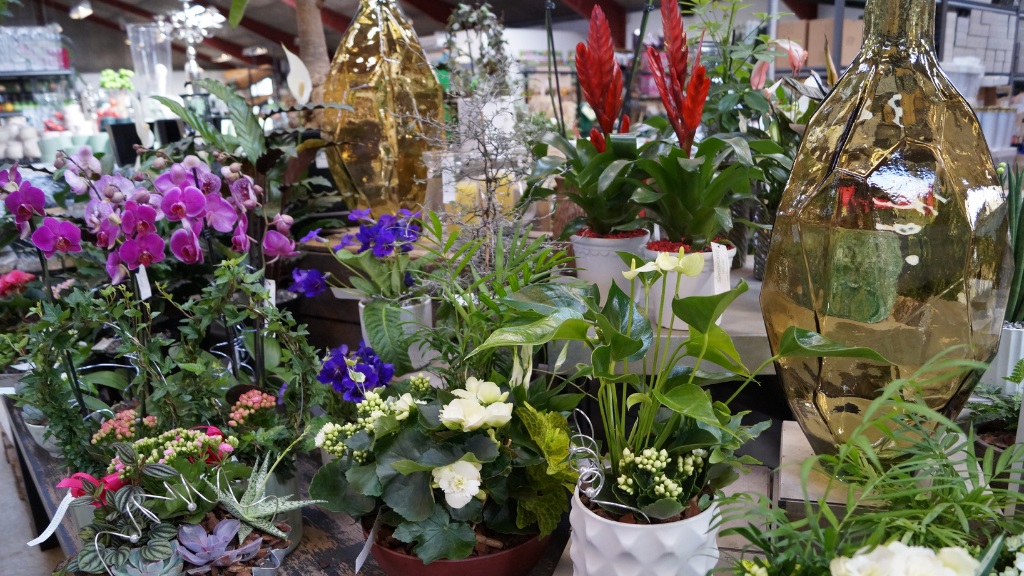 Blomstertorvet - Diverse planter