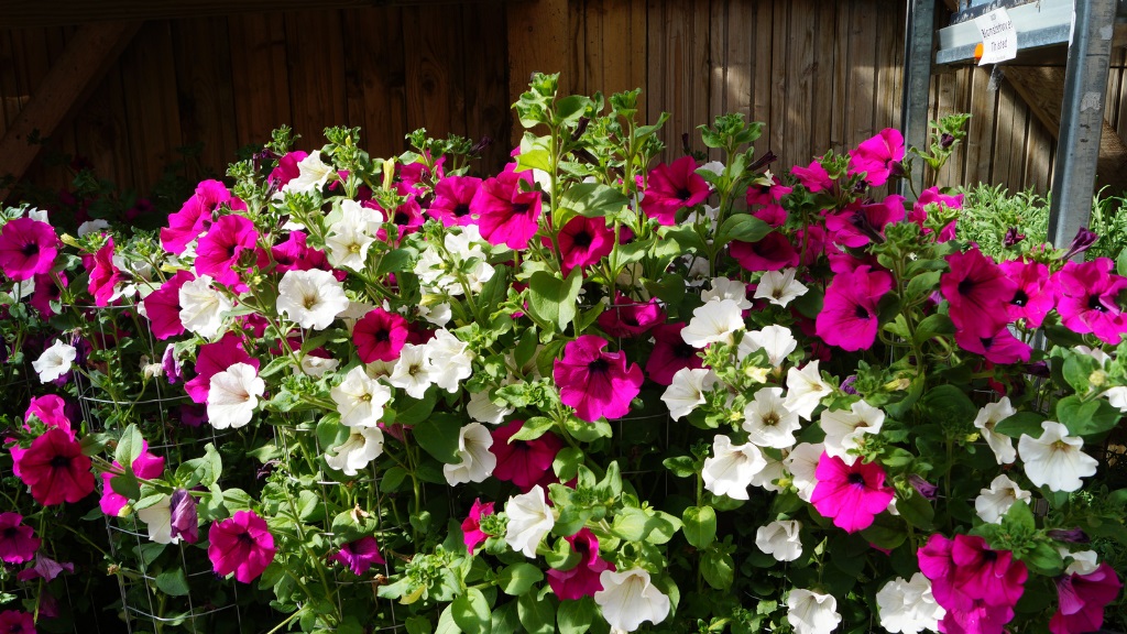 Blomstertorvet - Petunia