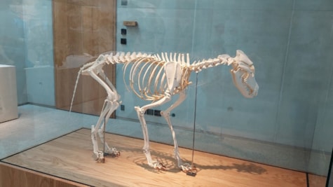 Nationalparkcenter Thy - Informationshus Nørre Vorupør - Skelet af ulv