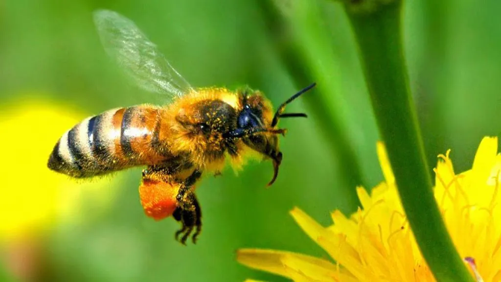 Bi med pollenbukser og mælkebøtte