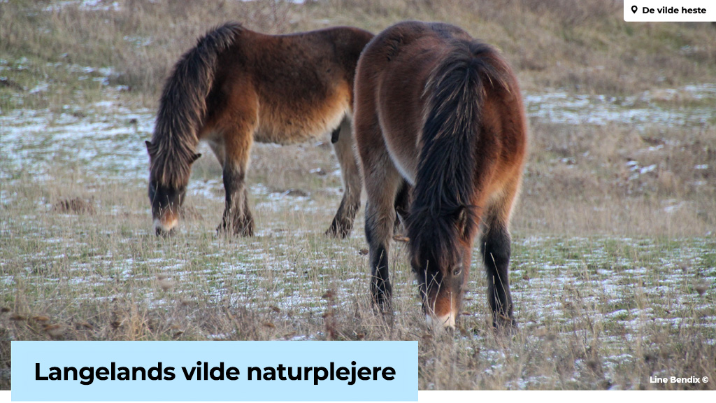 Langelands vilde heste