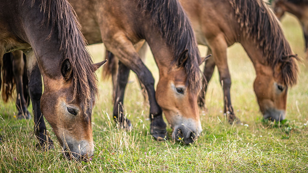 Vilde heste på Langeland der spiser græs