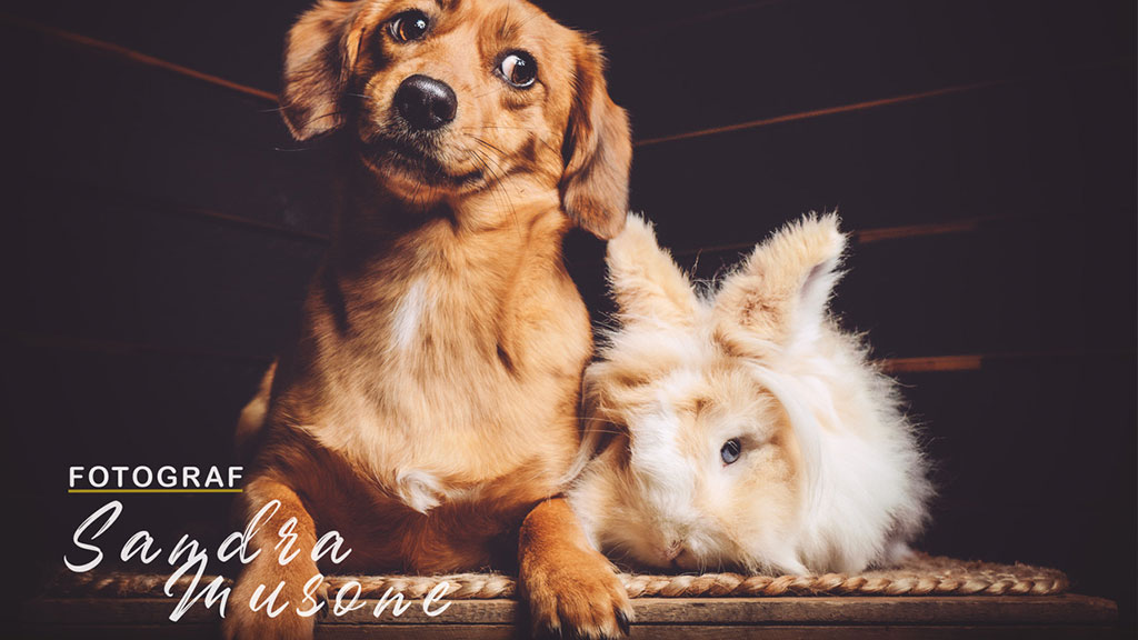 Sandra Musone fotograf