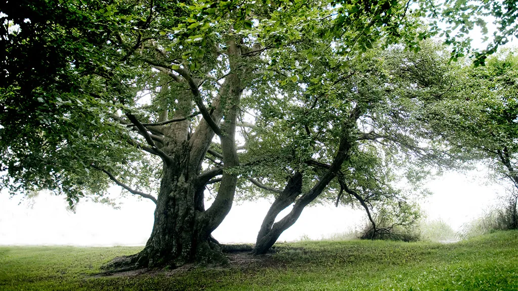 Langelandske seværdigheder - gå en tur ved stengade skov og strand