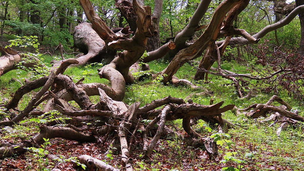 Vestre Stigtehave er en frodig skov der indbyder til oplevelser for hele familien