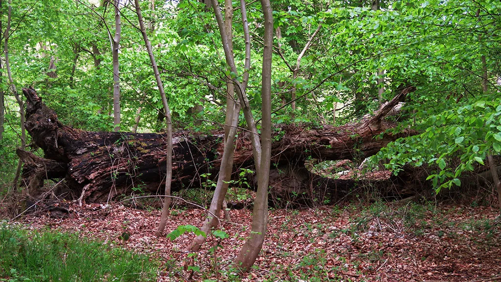 Vestre Stigtehave is known for its beech trees