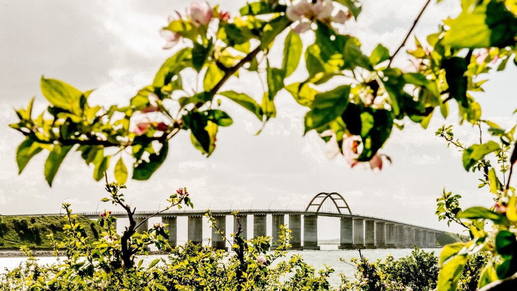 Øhavsstien - kig mod Langelandsbroen fra Peløkke gennem blomstrende frugttræer
