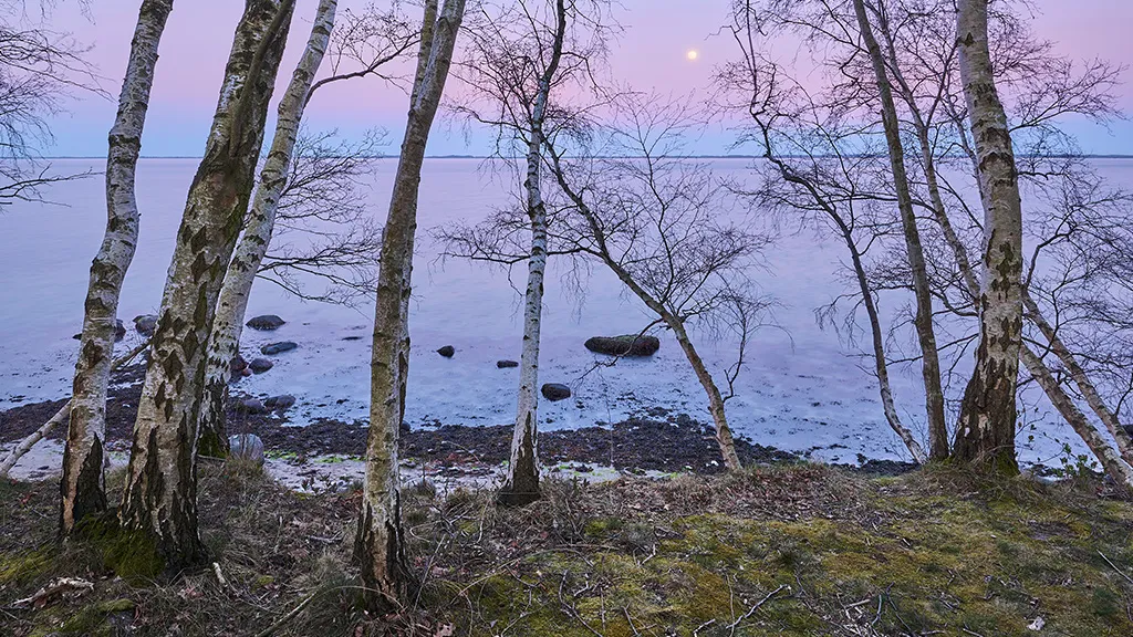 Landskab af stranden ved Thurø Østerskov tæt på Thurø rev fotograferet mod øst sen aften i månelys