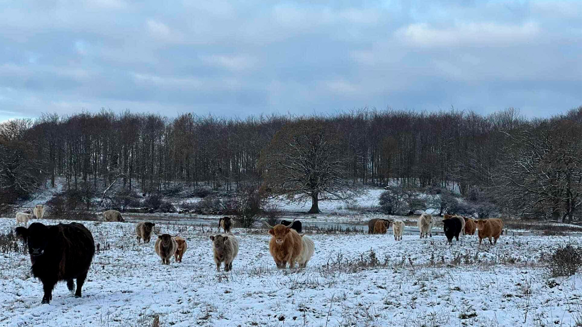 De vilde kvæg hygger sig i vinterlandskabet på Skovsgaard