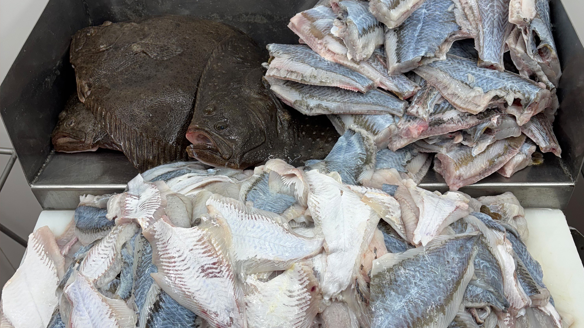 Frisch gefangener Fisch