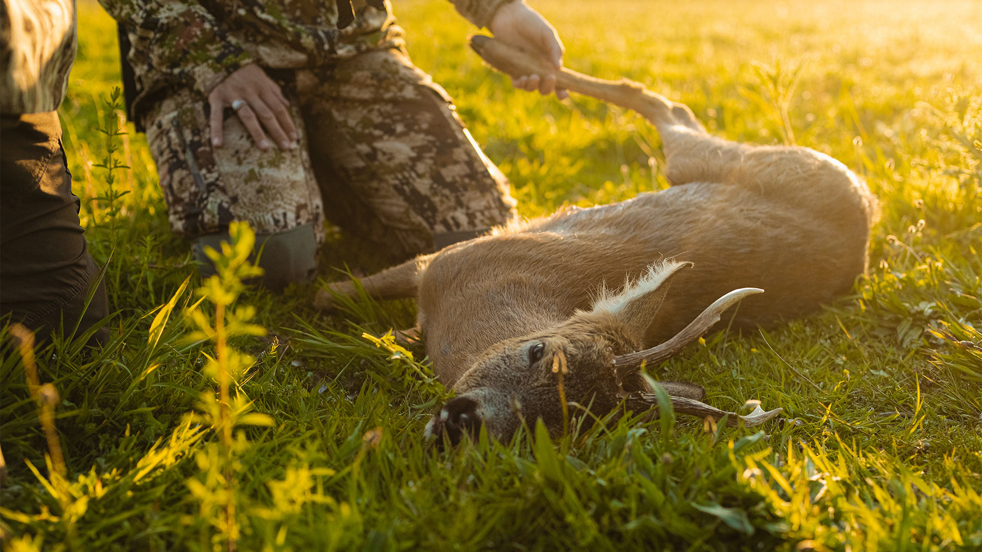 Hunting services on Langeland - Roebuck hunting